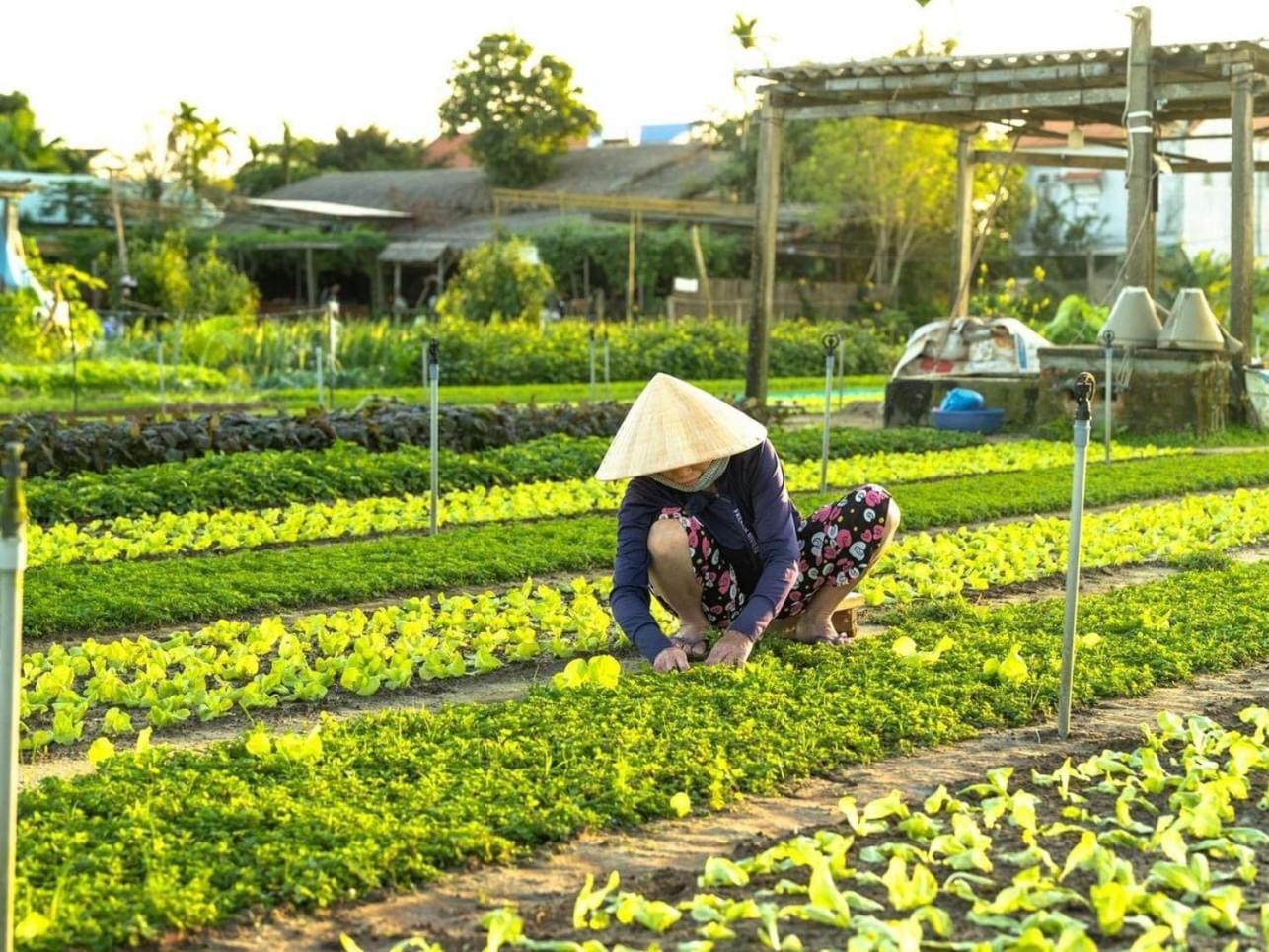 Апартаменты Hoi An Cabbage Garden Экстерьер фото